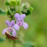 Mesosphaerum suaveolens (L.) Kuntze