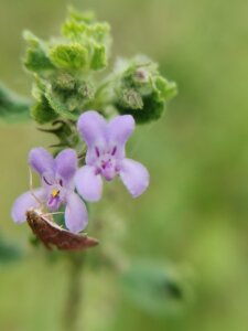 Mesosphaerum suaveolens (L.) Kuntze<span class="original-post-title">Syn. of <a href="https://www.plantsofrajasthan.com/hyptis-suaveolens/">Hyptis suaveolens</a></span>