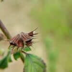 Mesosphaerum suaveolens (L.) Kuntze