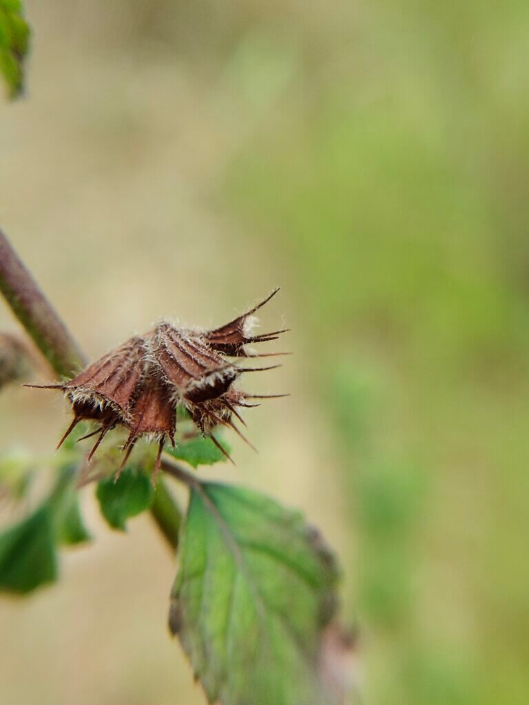 Hyptis suaveolens