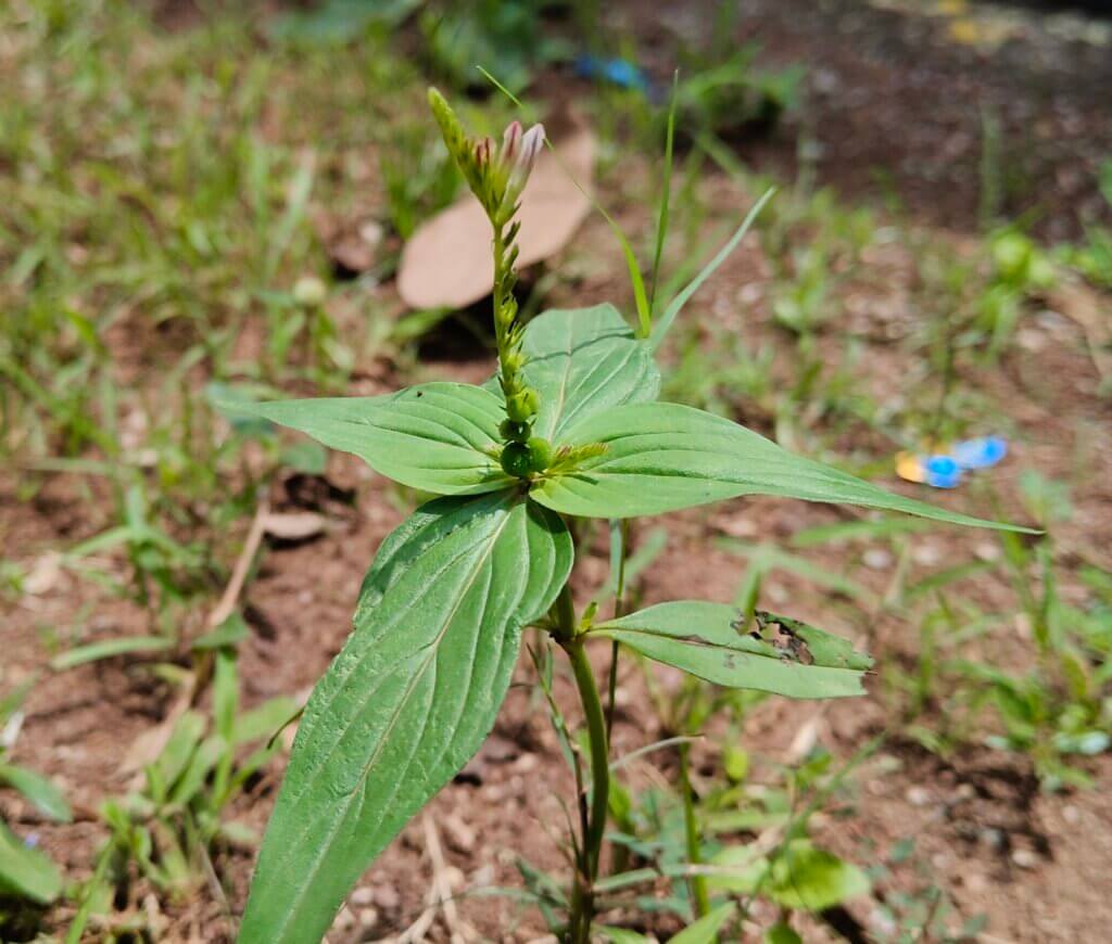 Spigelia anthelmia