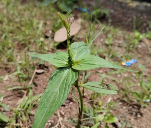 Spigelia anthelmia