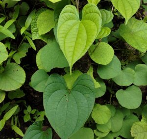 Dioscorea bulbifera L.