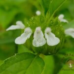 Leucas cephalotes (Roth) Spreng.