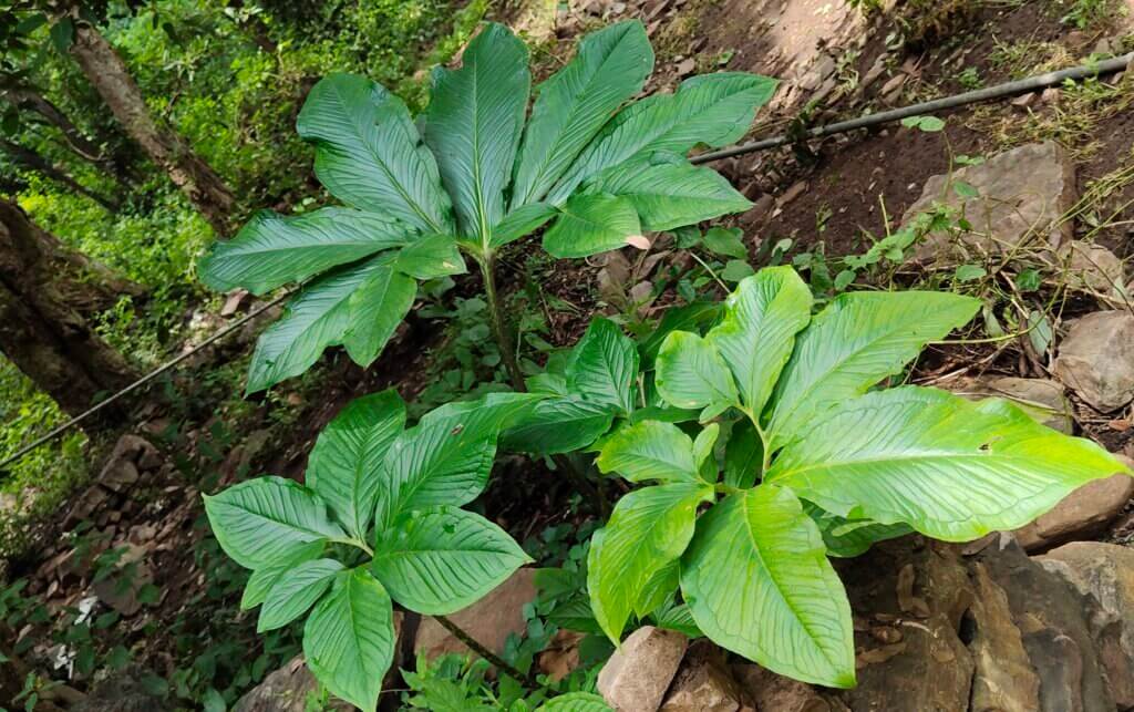 Sauromatum venosum