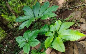 Sauromatum venosum