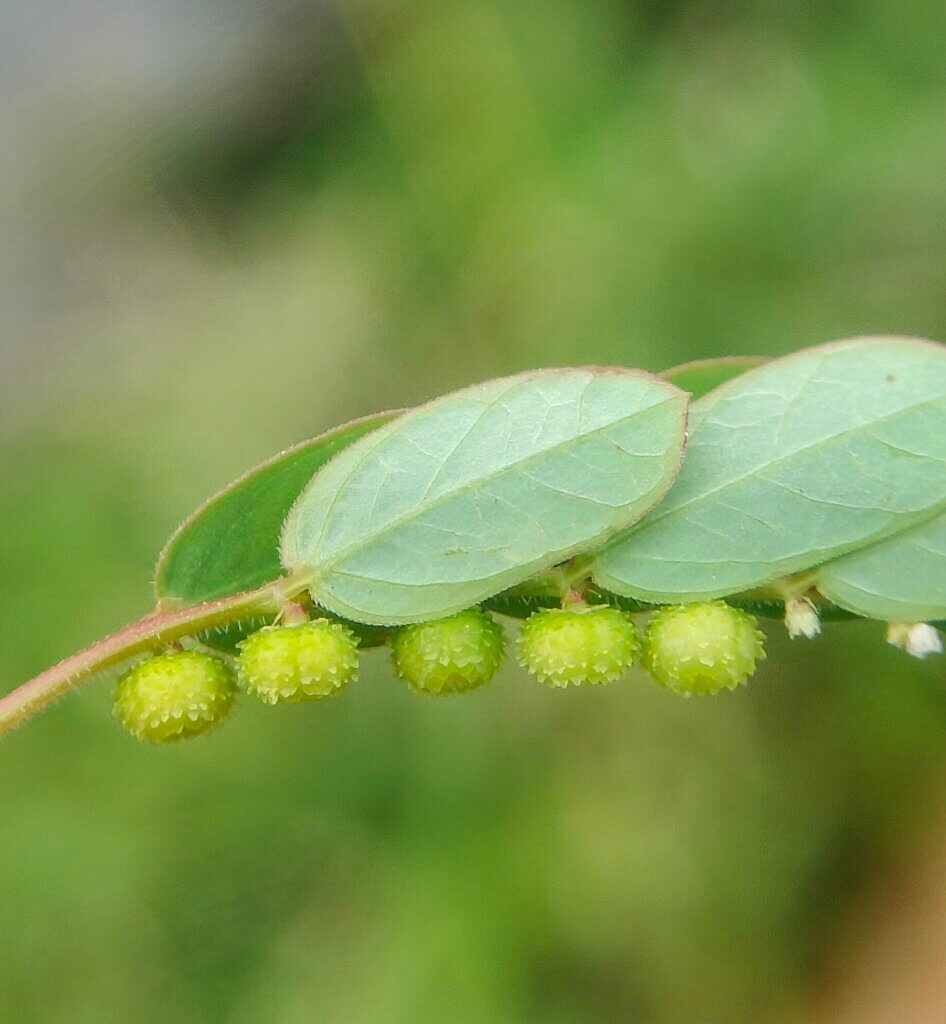 Phyllanthus urinaria L.