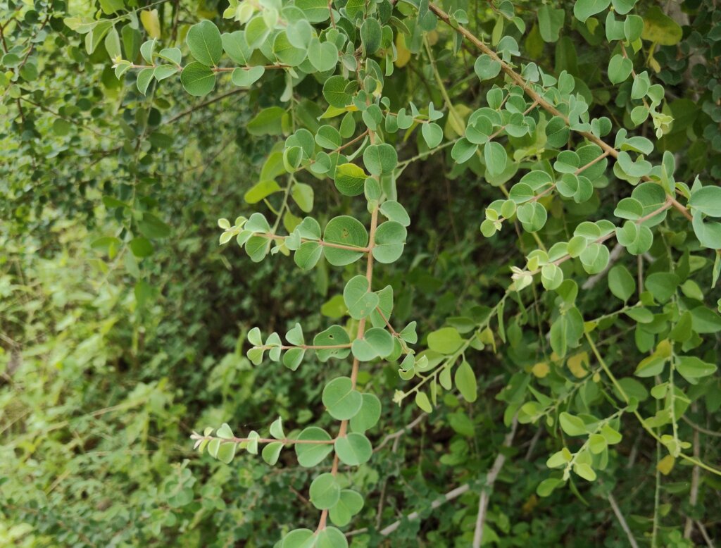 Anogeissus sericea var. nummularia