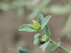 Euphorbia dracunculoides