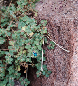 Euphorbia serpens