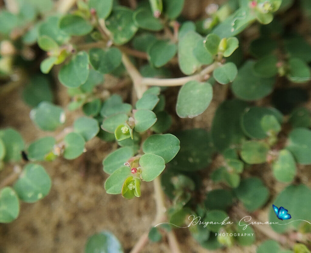 Euphorbia serpens