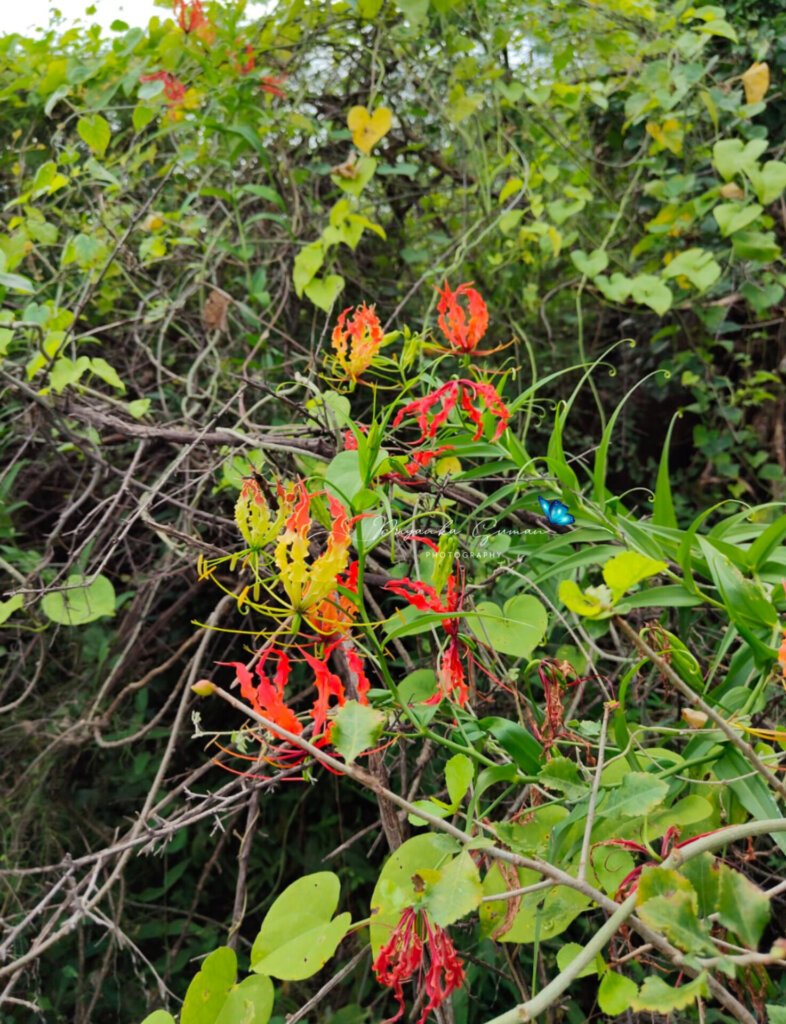 Gloriosa superba L.
