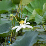 Nelumbo nucifera Gaertn.