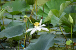 Nelumbo nucifera Gaertn.