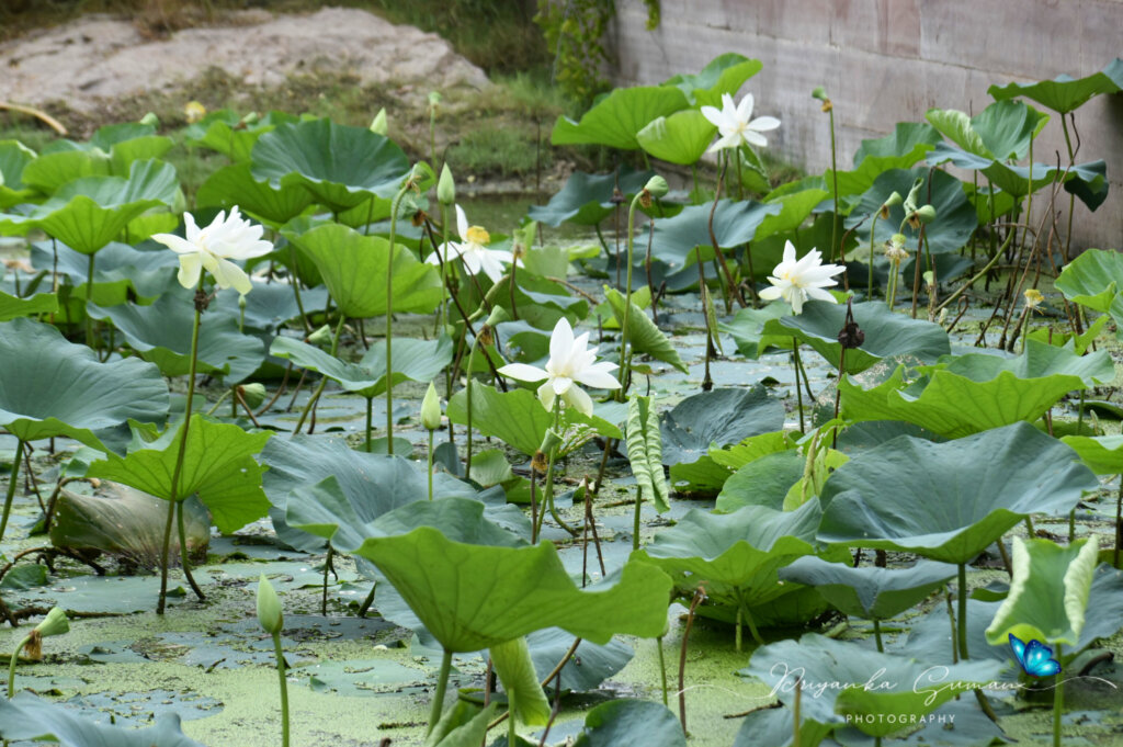 Nelumbo nucifera Gaertn.