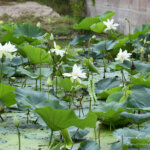 Nelumbo nucifera Gaertn.