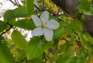 Gardenia resinifera Roth