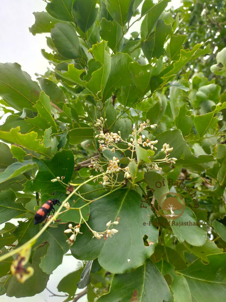 Dalbergia latifolia Roxb.
