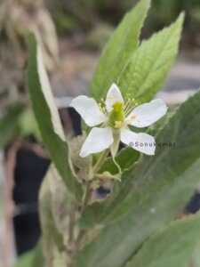 Muntingia calabura L.