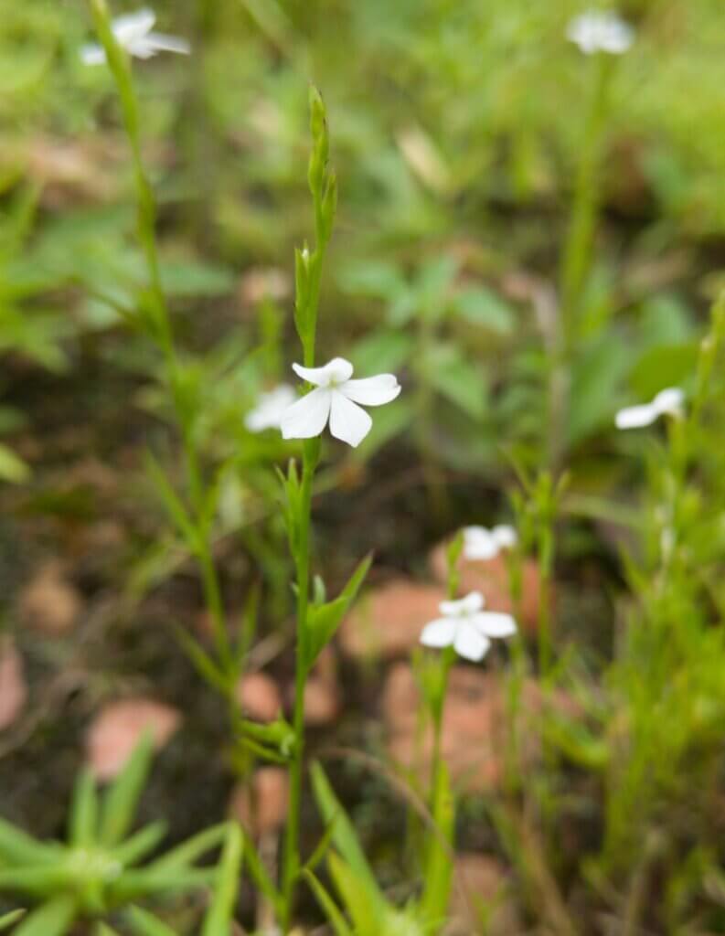 Striga angustifolia