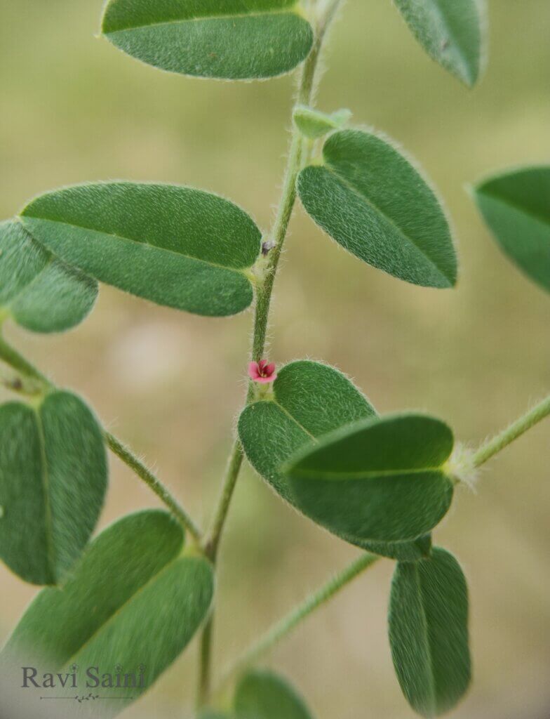 Indigofera cordifolla