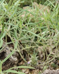Blepharis linariaefolia