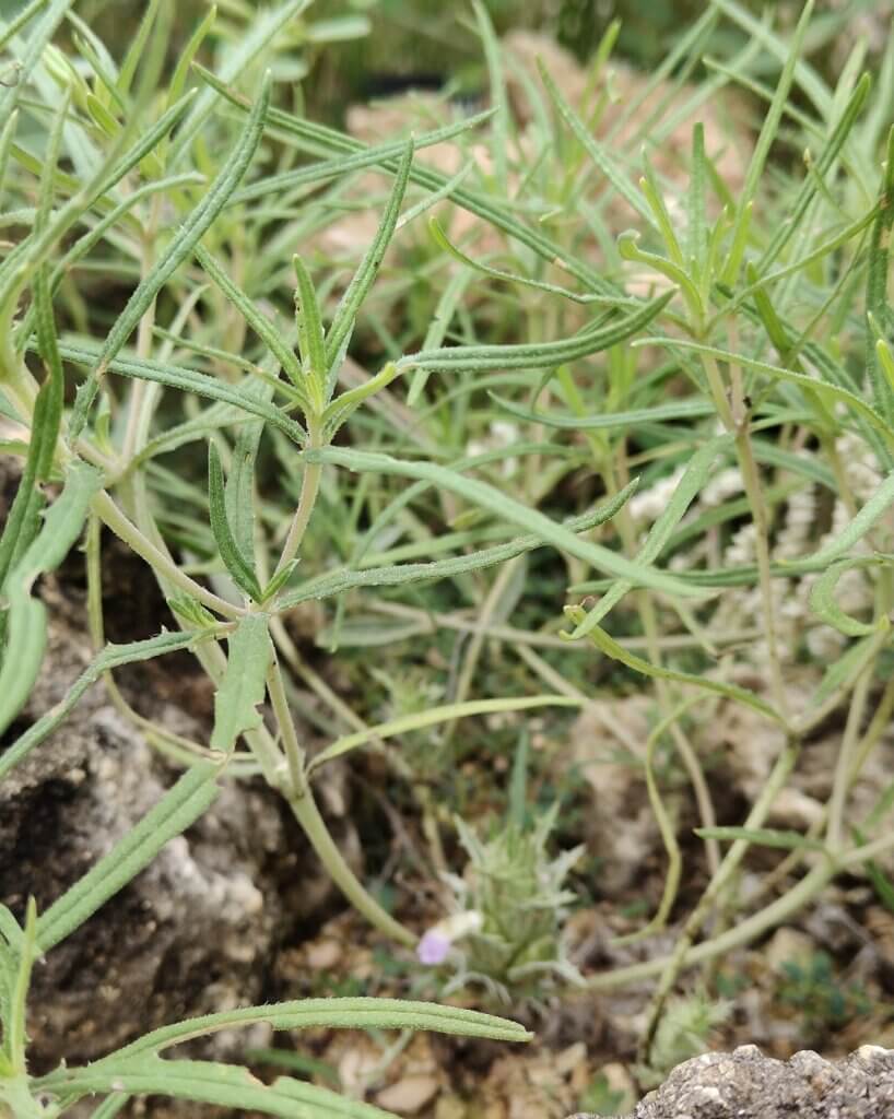 Blepharis sindica