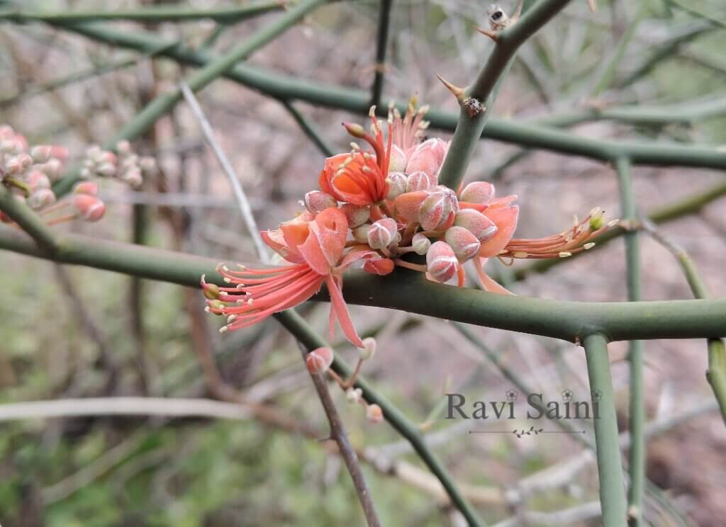 Capparis decidua (Forssk.) Edgew.