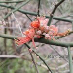 Capparis decidua (Forssk.) Edgew.
