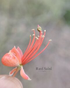 Capparis decidua (Forssk.) Edgew.