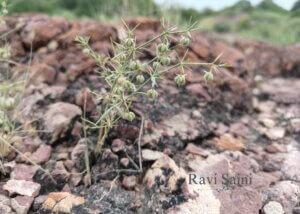 Zygophyllum indicum