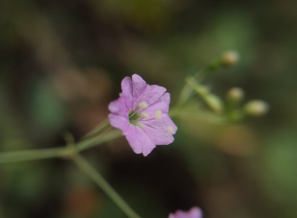 Boerhavia repanda