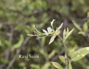 Cadaba fruticosa