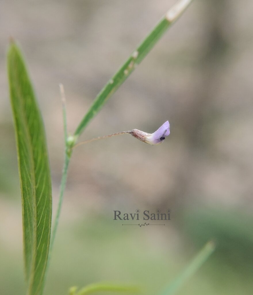 Tephrosia strigosa