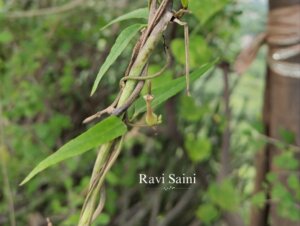 Ceropegia bulbosa Roxb.