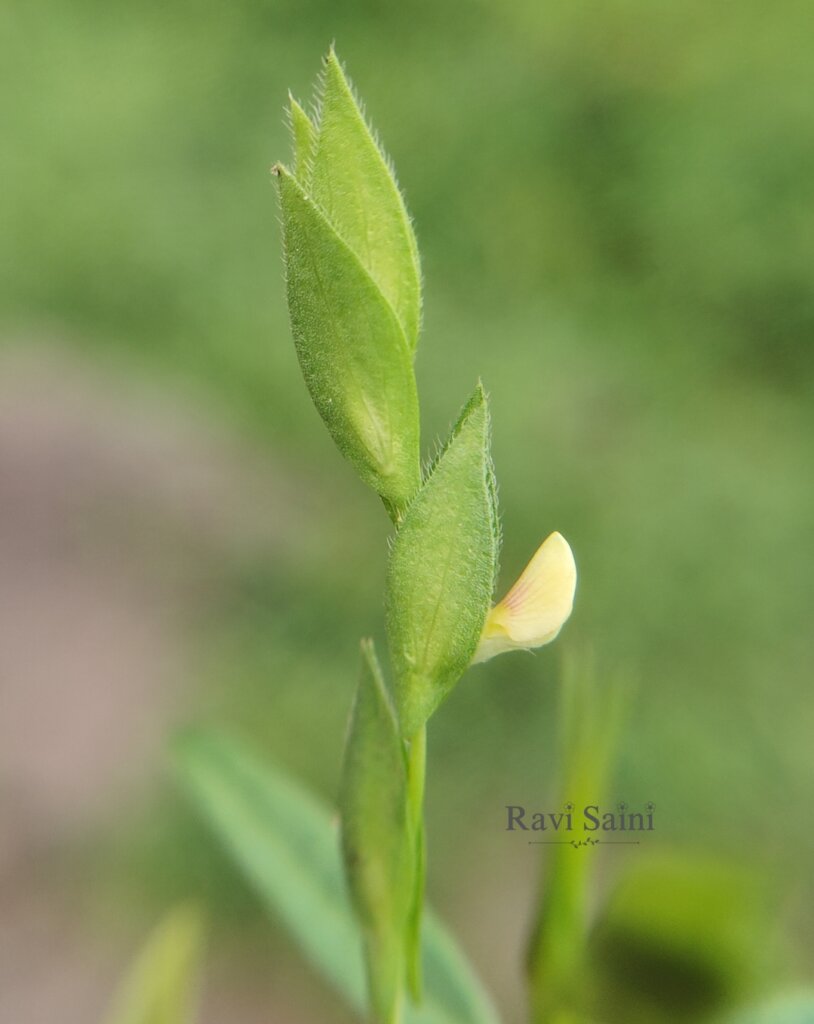 Zornia gibbosa Span.