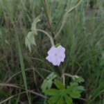 Ipomoea pes-tigridis . L