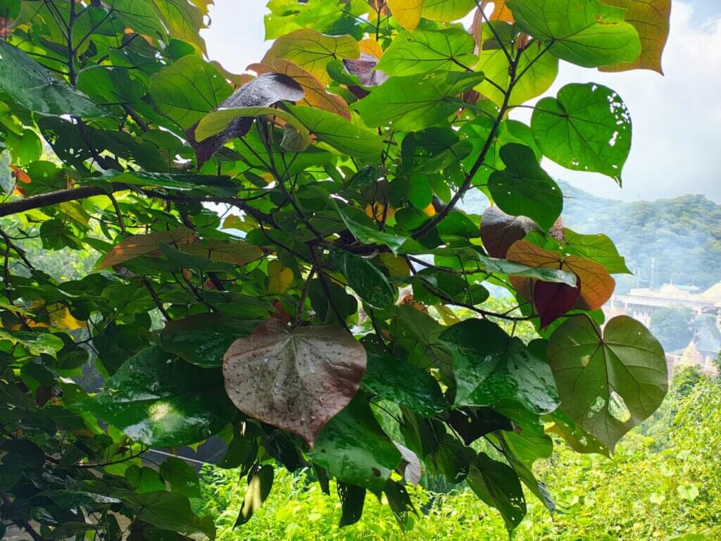 Hibiscus tiliaceus
