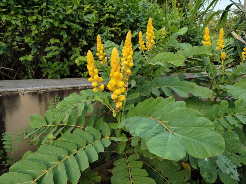 Cassia alata