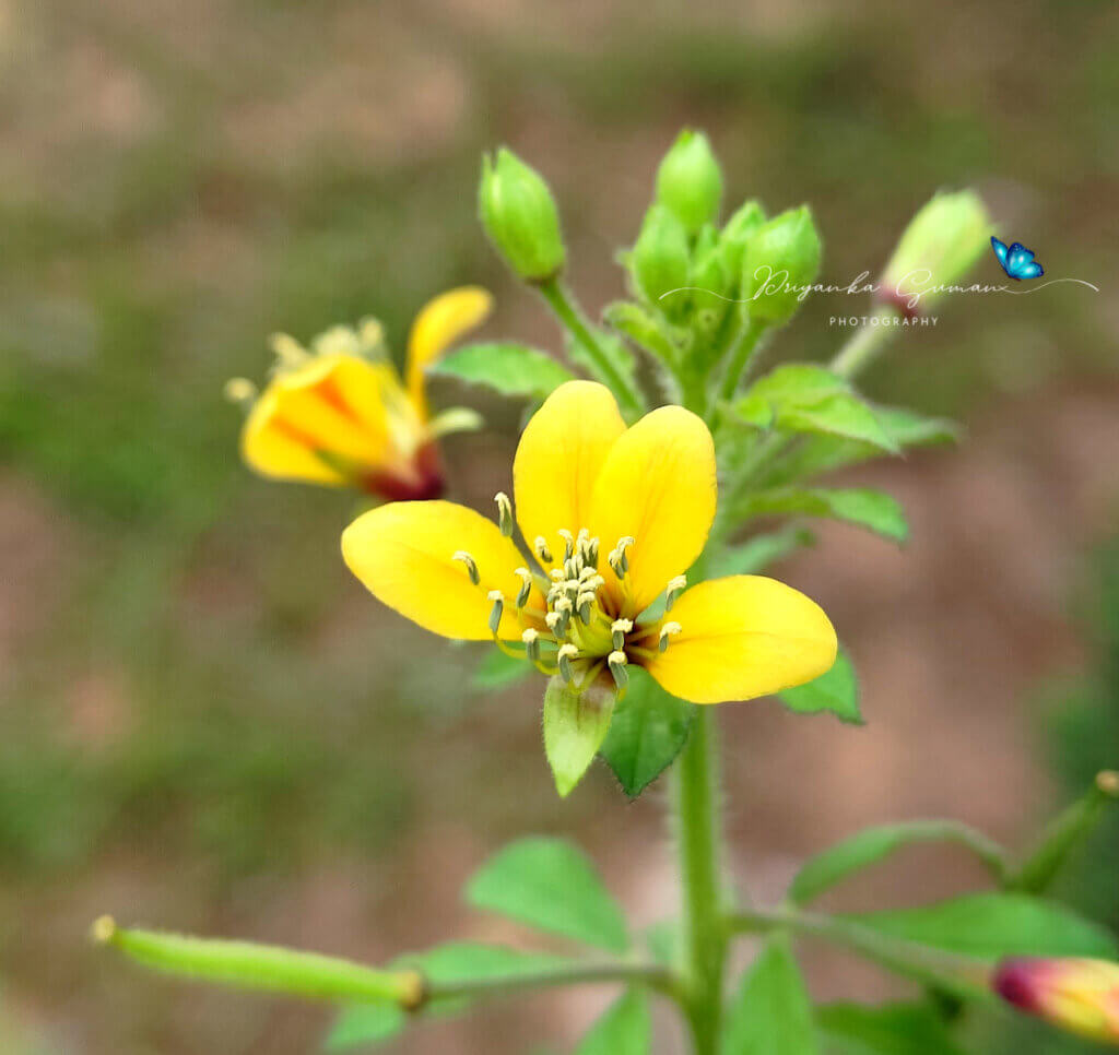 Cleome viscosa L.
