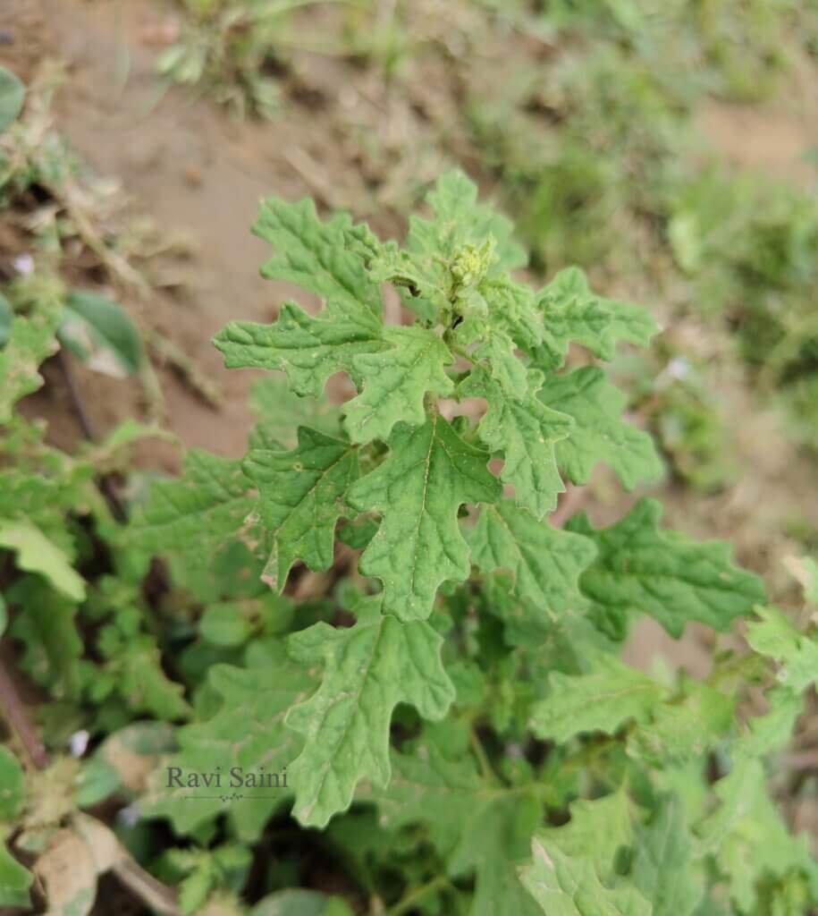 Dysphania pumilio