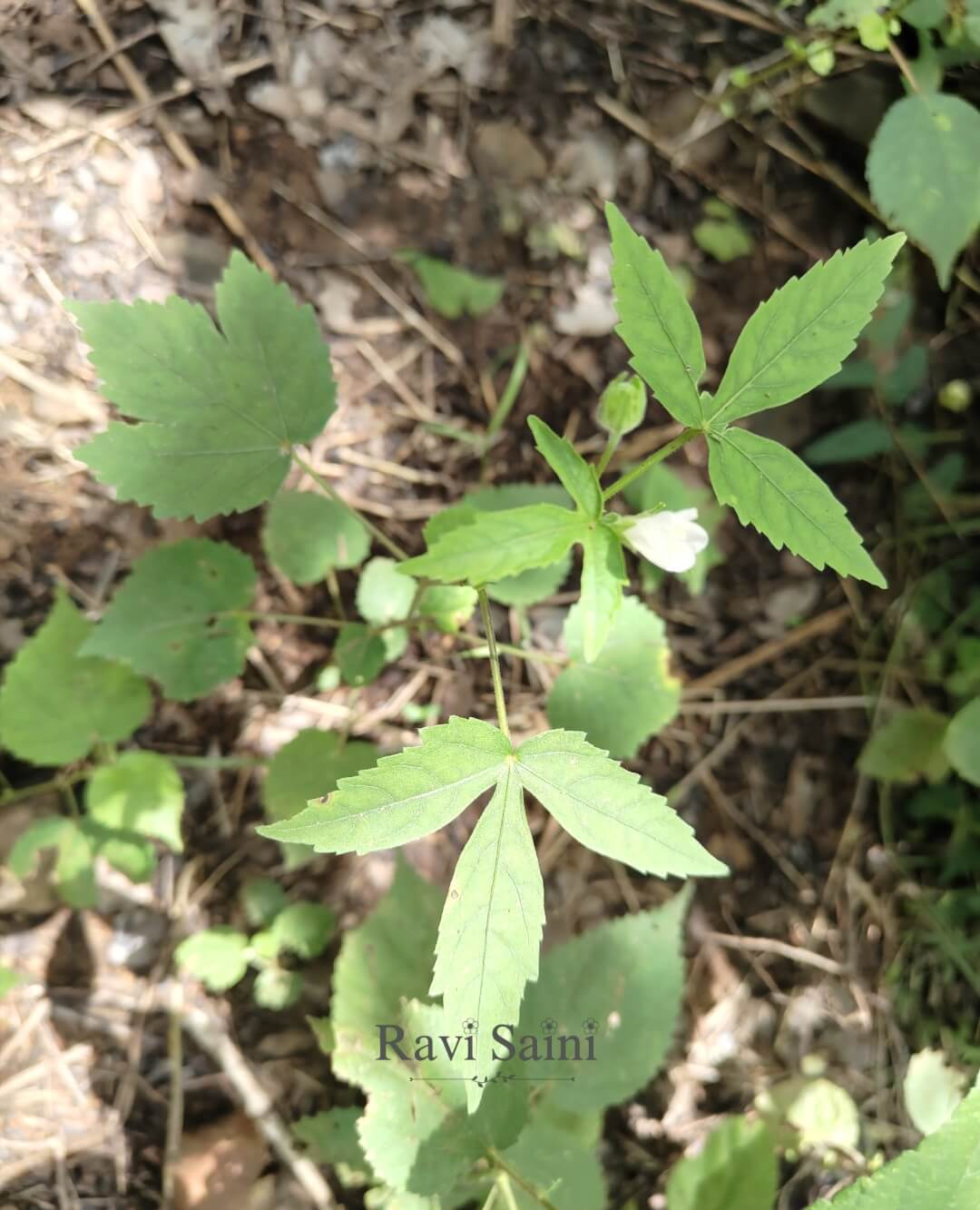 Plant habit