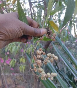 Conocarpus lancifolius Engl.
