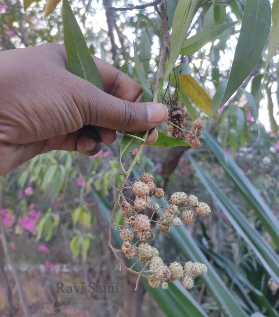 Conocarpus lancifolius Engl.