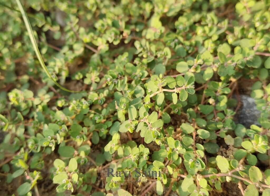 Euphorbia serpens