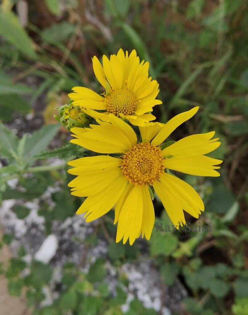 Verbesina encelioides