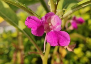 Impatiens balsamina