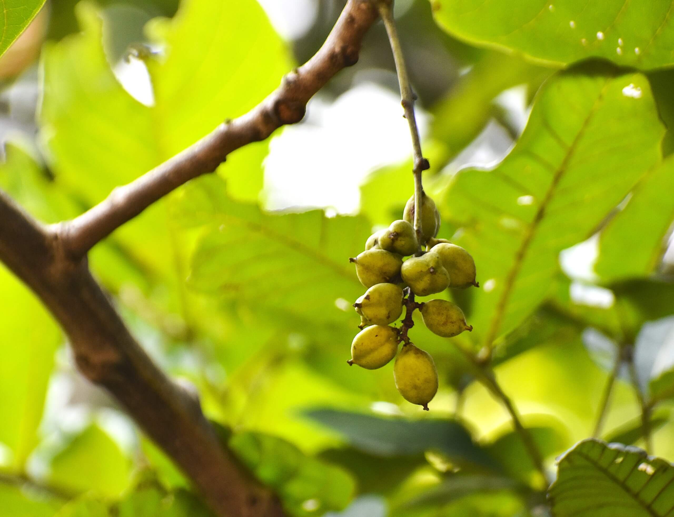 schlera fruit