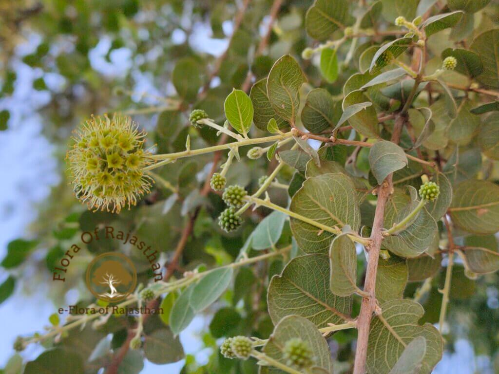 Terminalia coronata (Stapf) Gere & Boatwr.