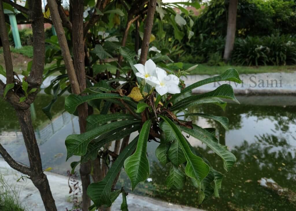 Plumeria pudica Jacq.